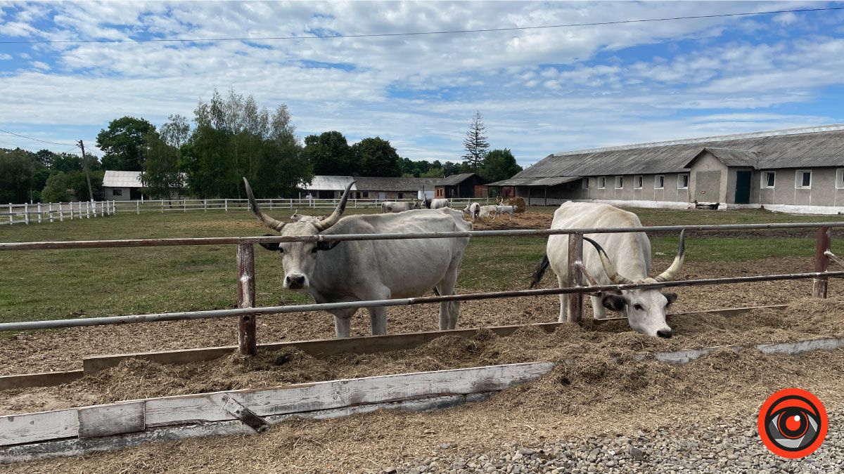 Мандруємо Прикарпаттям: П'ядики - село з гонором й історією 1