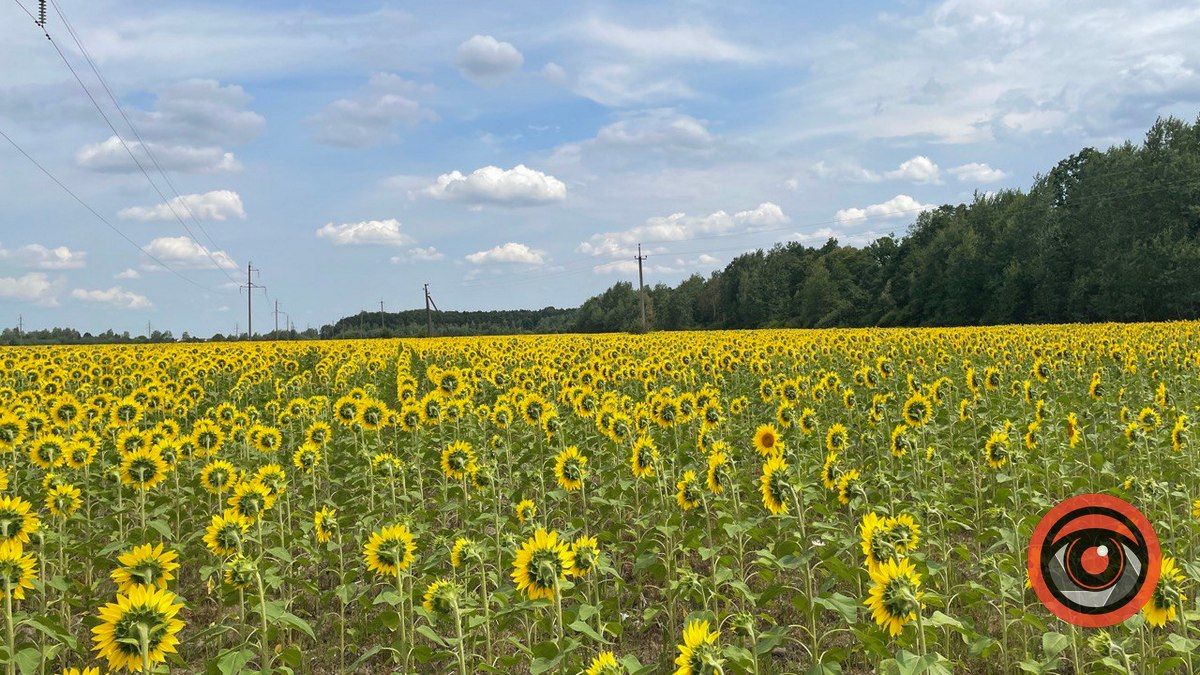 Ідеальні кадри: де влаштувати фотосесію з соняхами біля Коломиї? 3