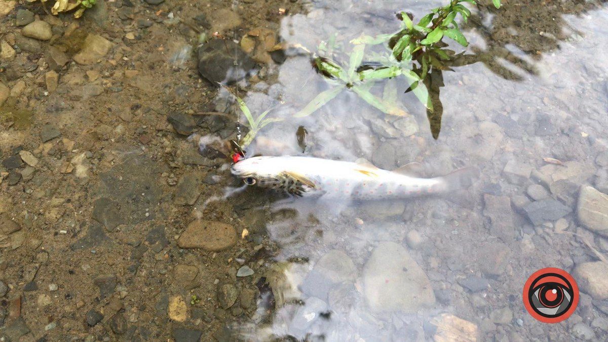 Як стати рибалкою: ґайд для початківця 1