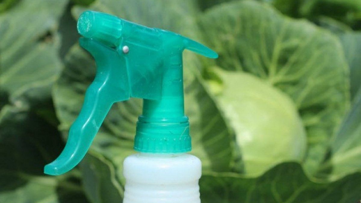 Як вберегти урожай капусти: народні й професійні методи 6