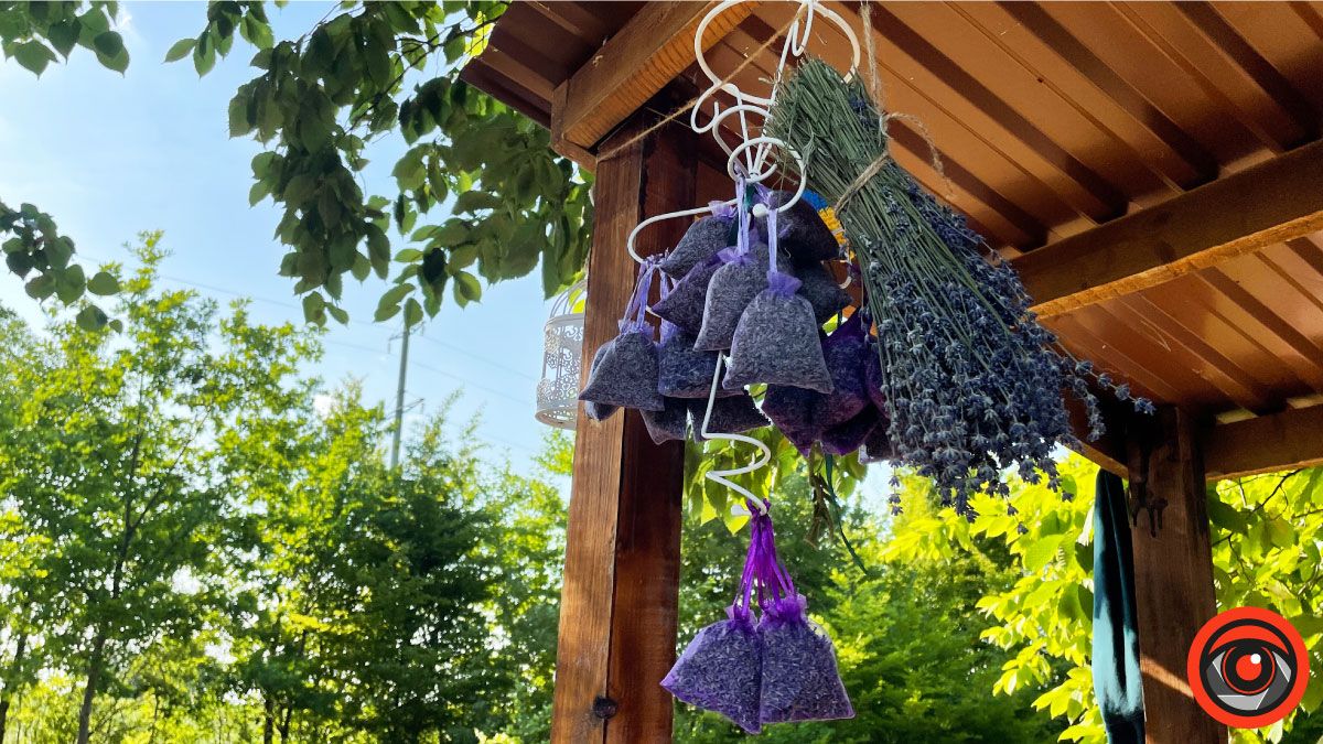 У пошуках сили і спокою: лавандове поле в с. Коршів 5