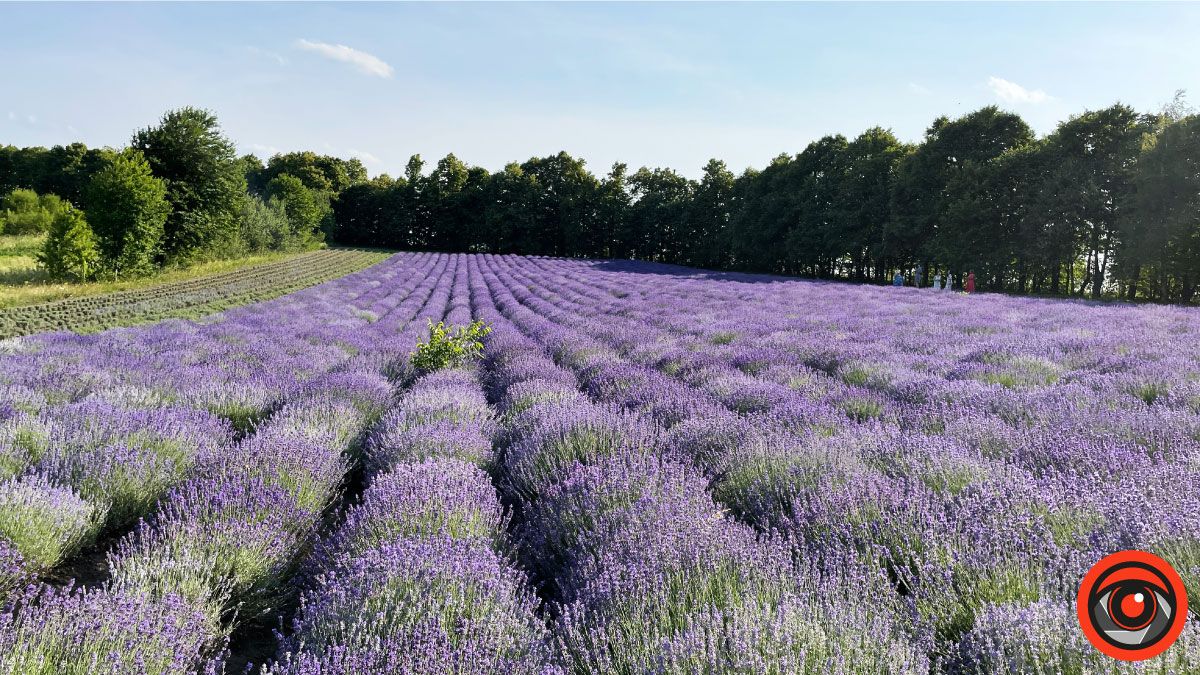 У пошуках сили і спокою: лавандове поле в с. Коршів 6