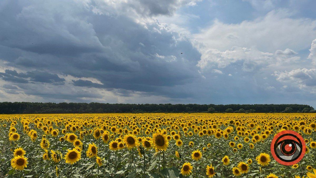 Ідеальні кадри: де влаштувати фотосесію з соняхами біля Коломиї? 2