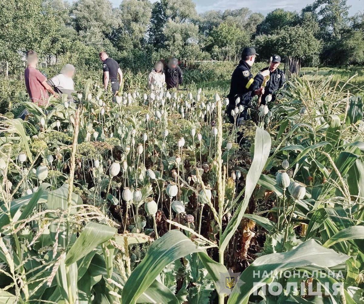 На Косівщині вирощували коноплі, а у Яремче - мак. Як покарають? 1