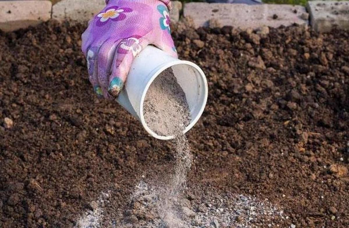 Як вберегти урожай капусти: народні й професійні методи 2