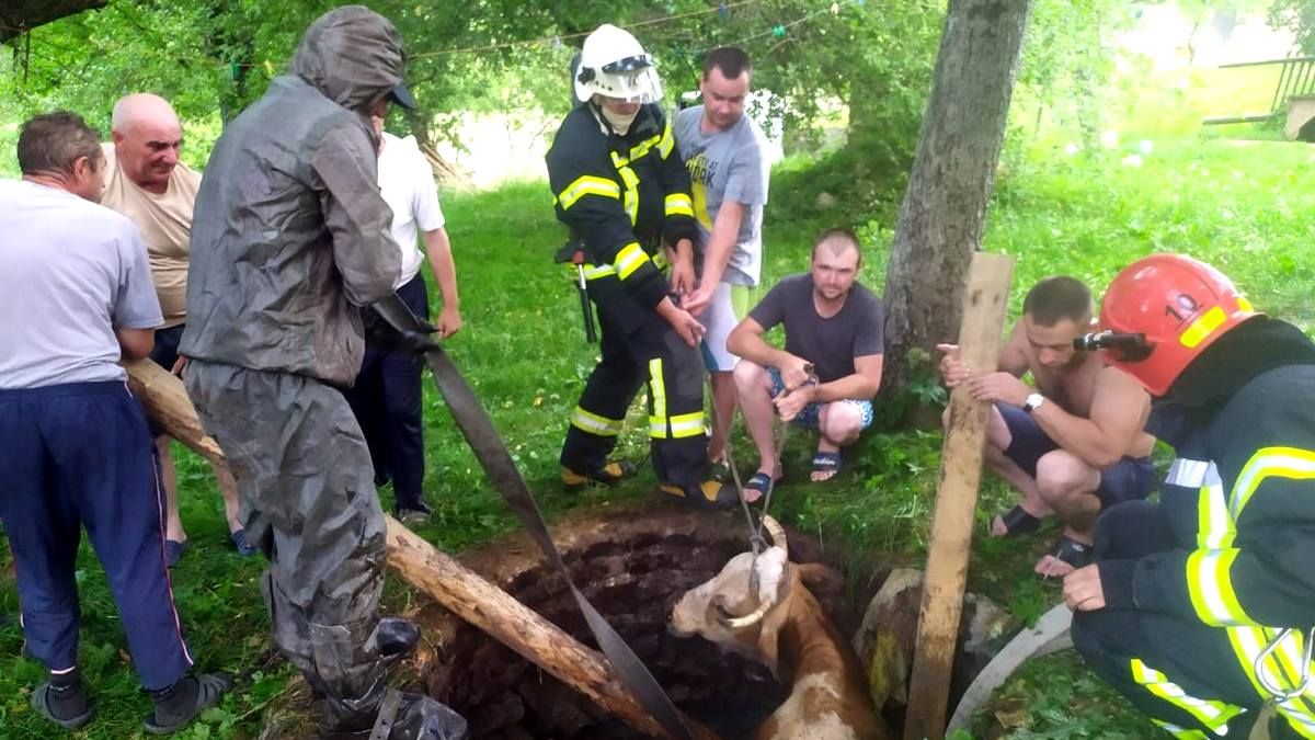 На Прикарпатті корова провалилась під землю: як її витягували рятувальники