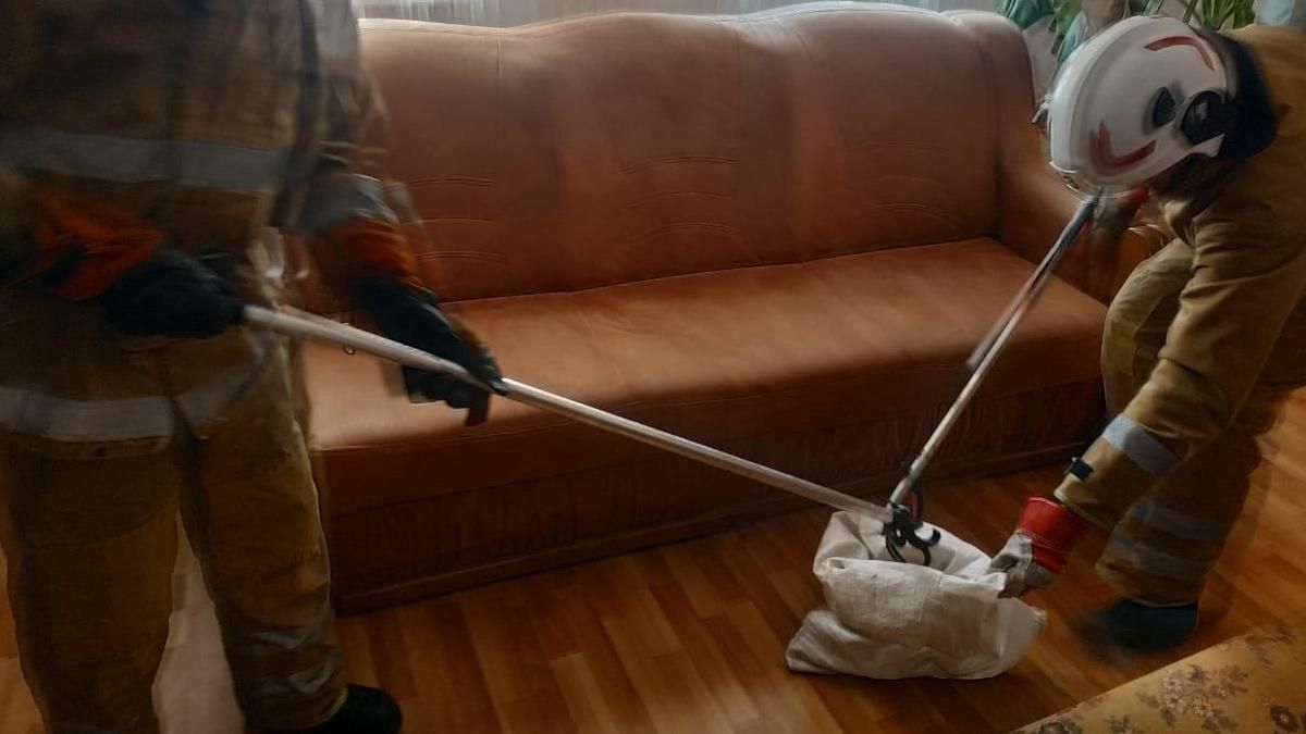 Плазун завітав у гості в будинок на Коломийщині 1