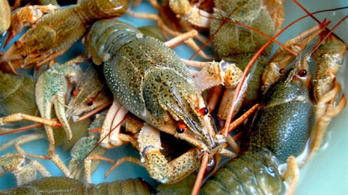 У струмку на Коломийщині виявили загиблих раків