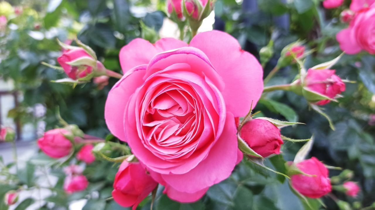 5 секретів розкішних троянд 1