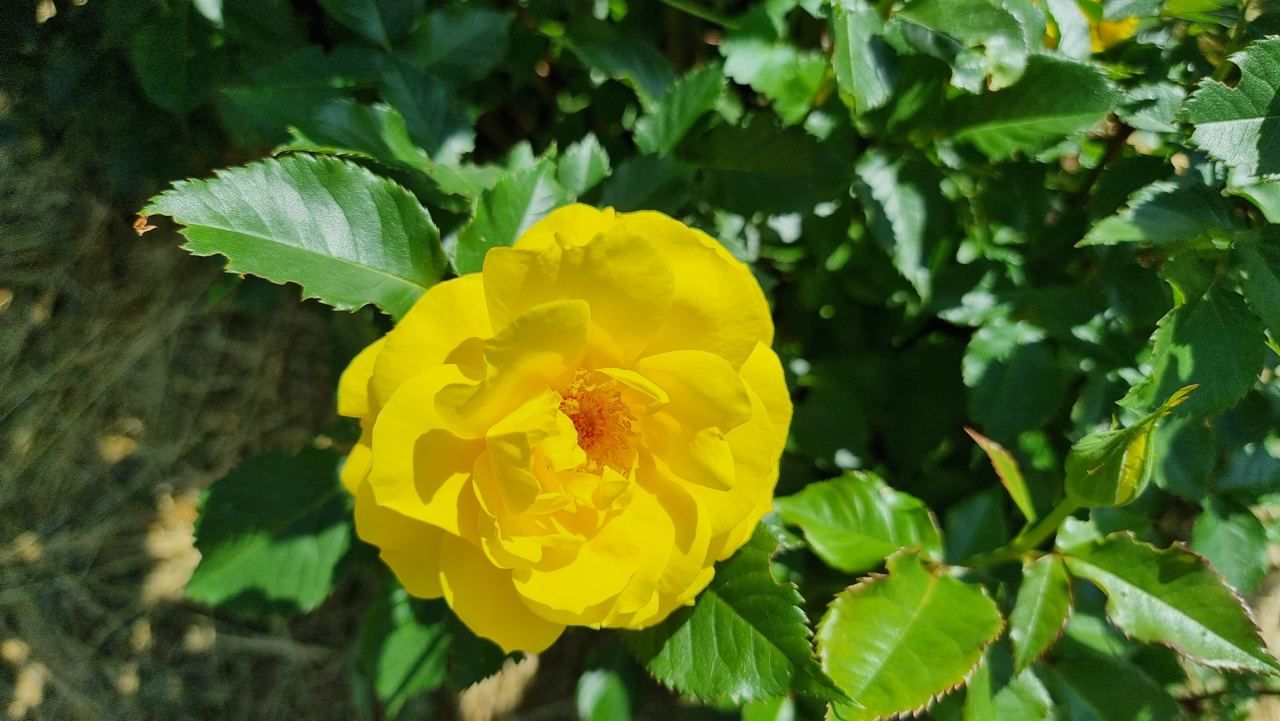 5 секретів розкішних троянд 2