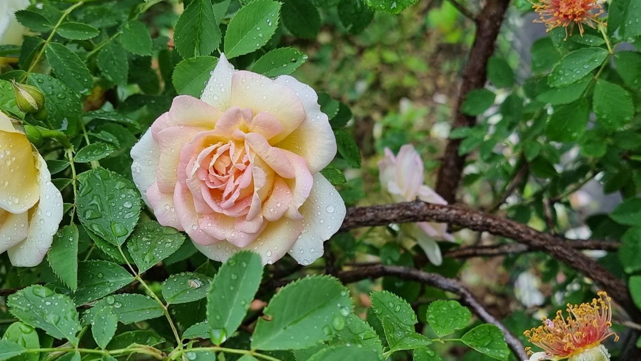 5 секретів розкішних троянд 3