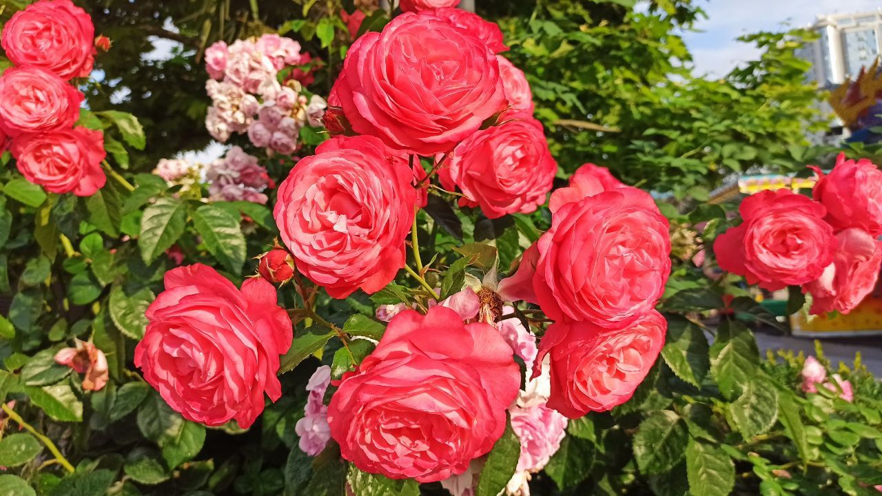 5 секретів розкішних троянд 4