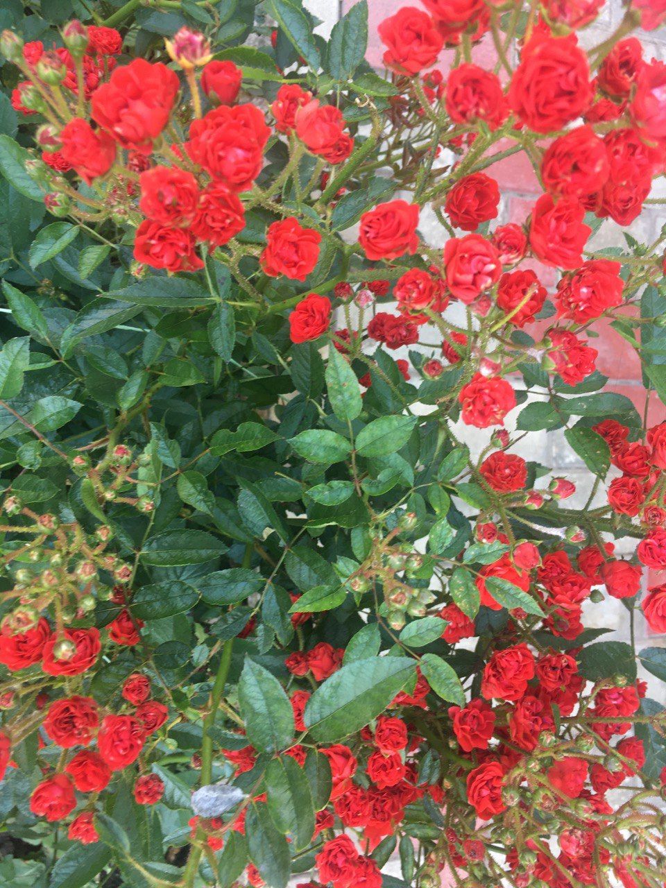 5 секретів розкішних троянд 5