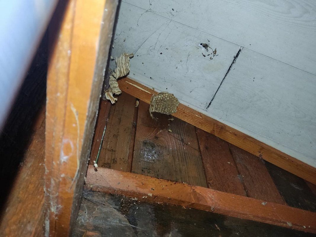 У Коломиї рятувальники знищили гніздо шершнів: як позбутися самотужки 2