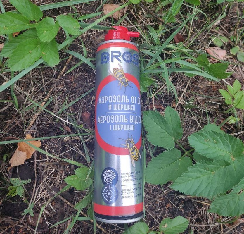 У Коломиї рятувальники знищили гніздо шершнів: як позбутися самотужки 1