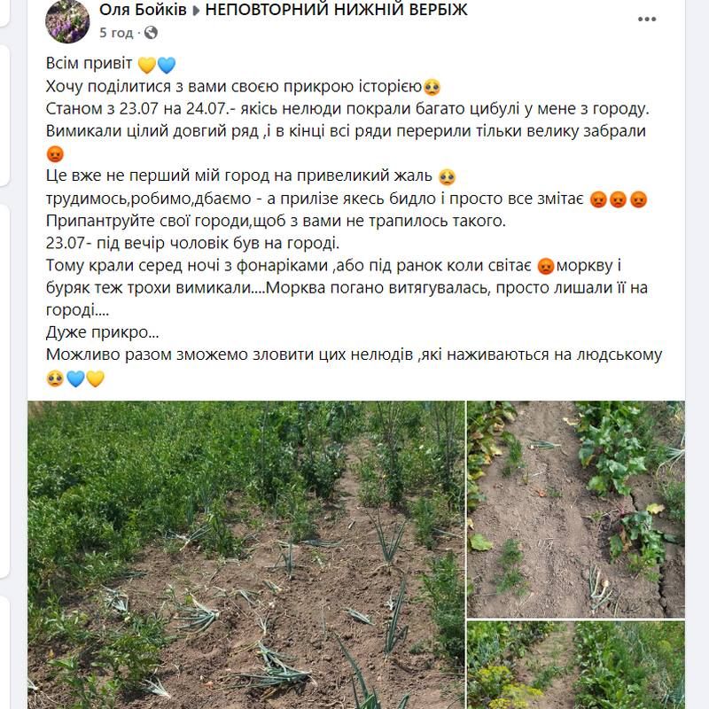 На Коломийщині невідомі покрали овочі прямо з городу 1