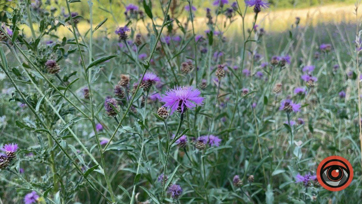 Відпочинок неподалік Коломиї | горбиста Марківка 3