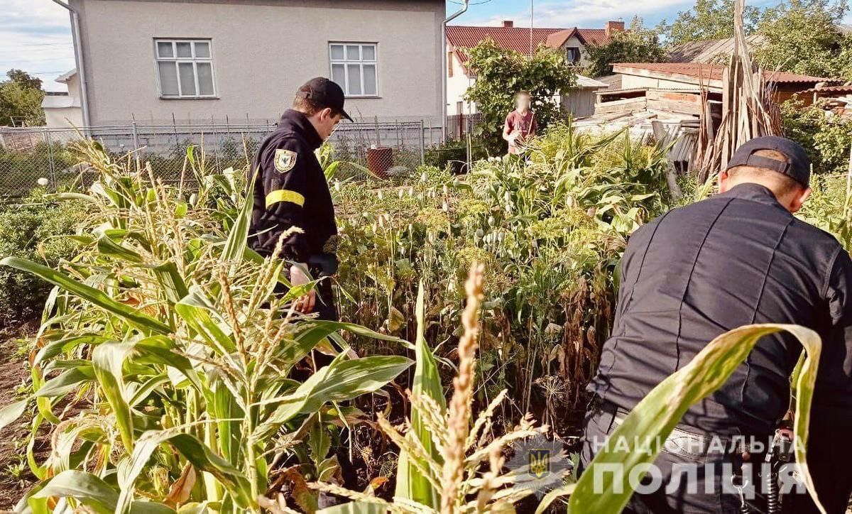 На Косівщині вирощували коноплі, а у Яремче - мак. Як покарають? 2