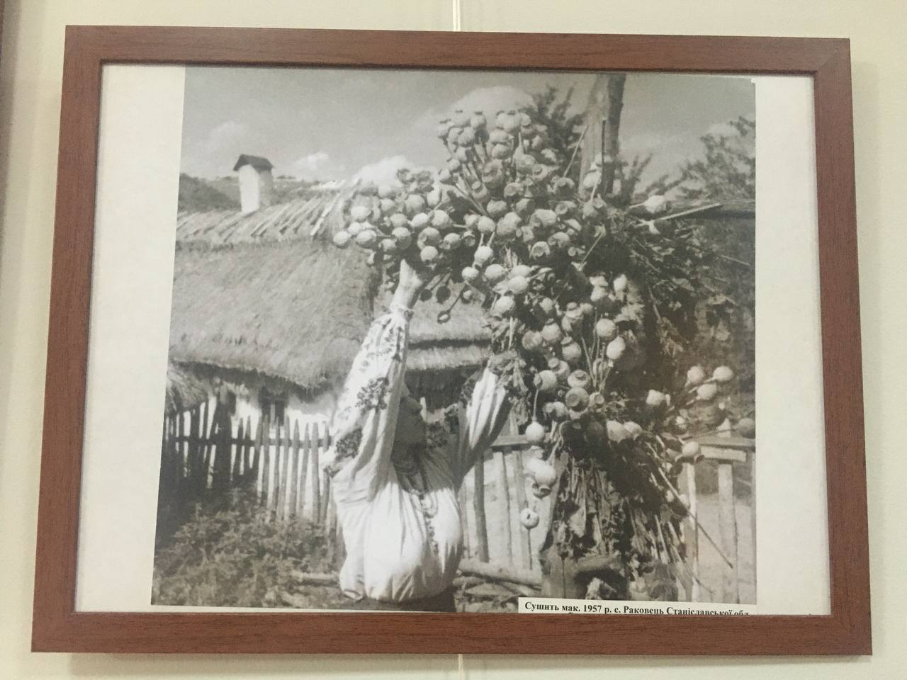 Мочання конопель, сушіння маку - чим ще займалися гуцули півстоліття тому? 5