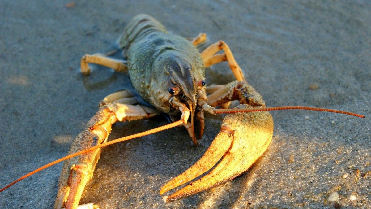 Заборонені: вводять тимчасове обмеження на вилов раків