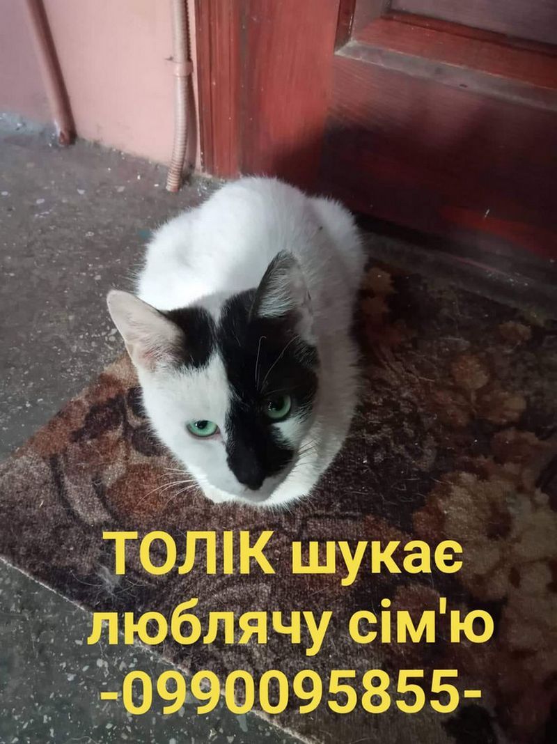 Стань мені другом: Толік і Ко у пошуках сім'ї в Коломиї 11