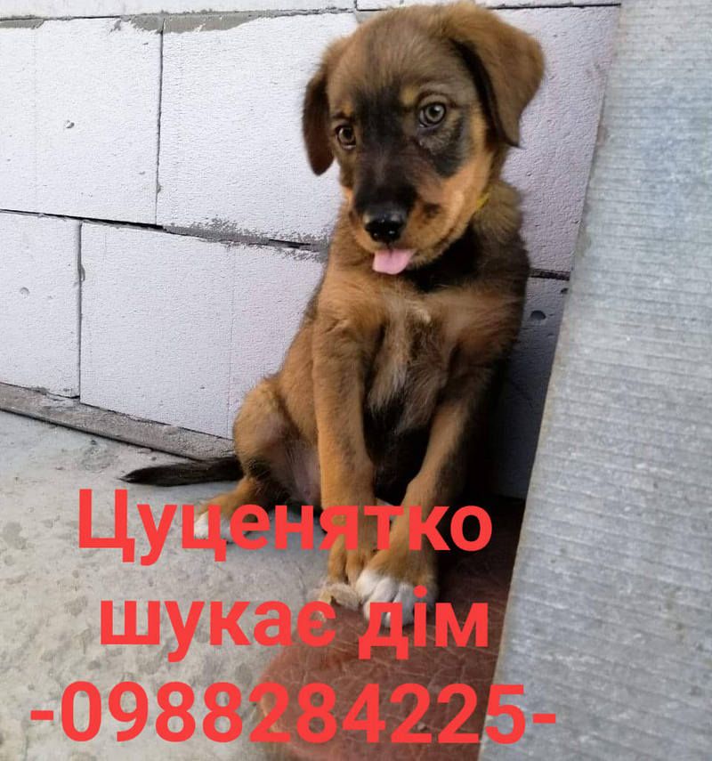 Стань мені другом: Толік і Ко у пошуках сім'ї в Коломиї 12