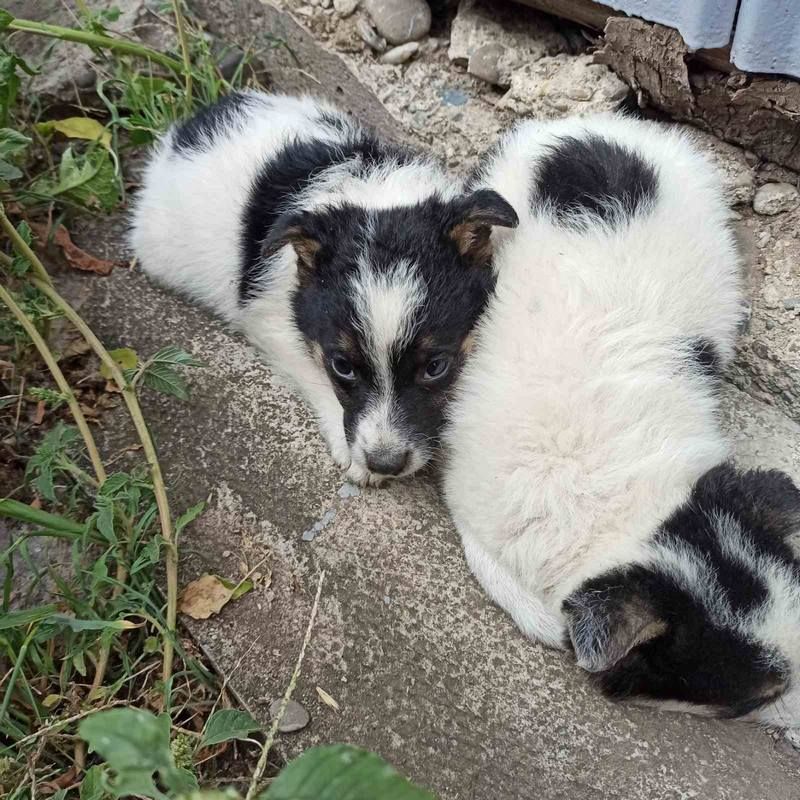 Стань мені другом: Толік і Ко у пошуках сім'ї в Коломиї 13