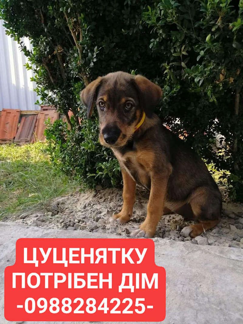 Стань мені другом: Толік і Ко у пошуках сім'ї в Коломиї 14