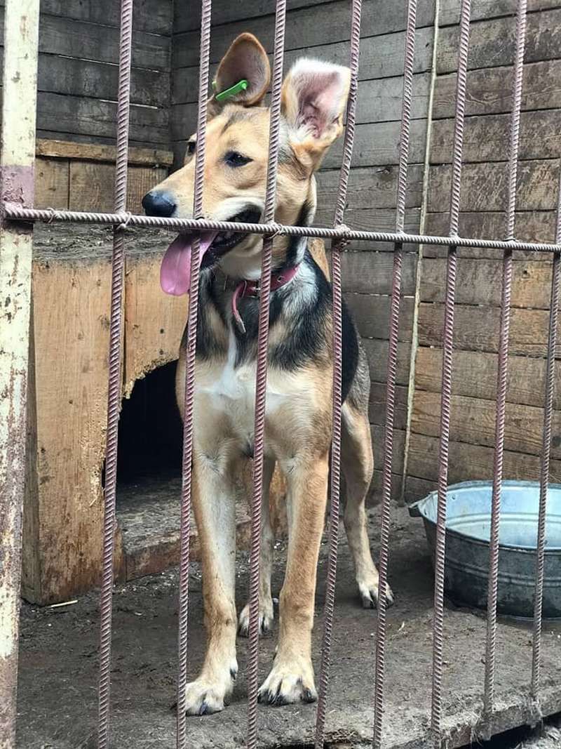 Стань мені другом: Толік і Ко у пошуках сім'ї в Коломиї 3