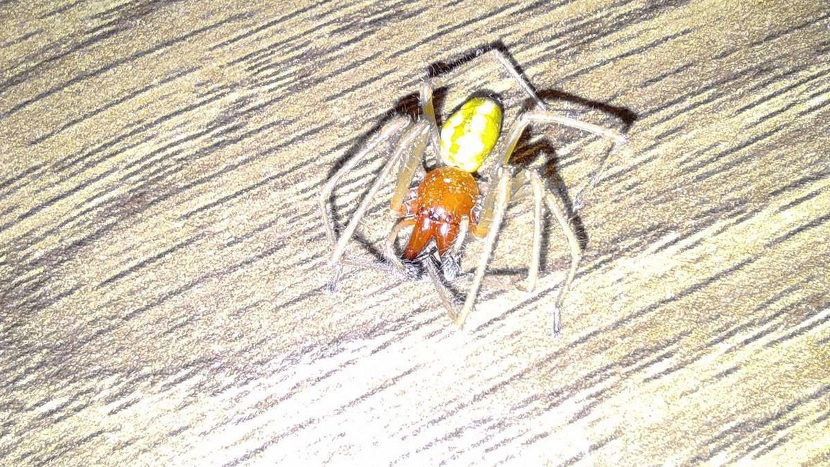 У Саджавці спіймали одного з найнебезпечніших павуків Європи 1