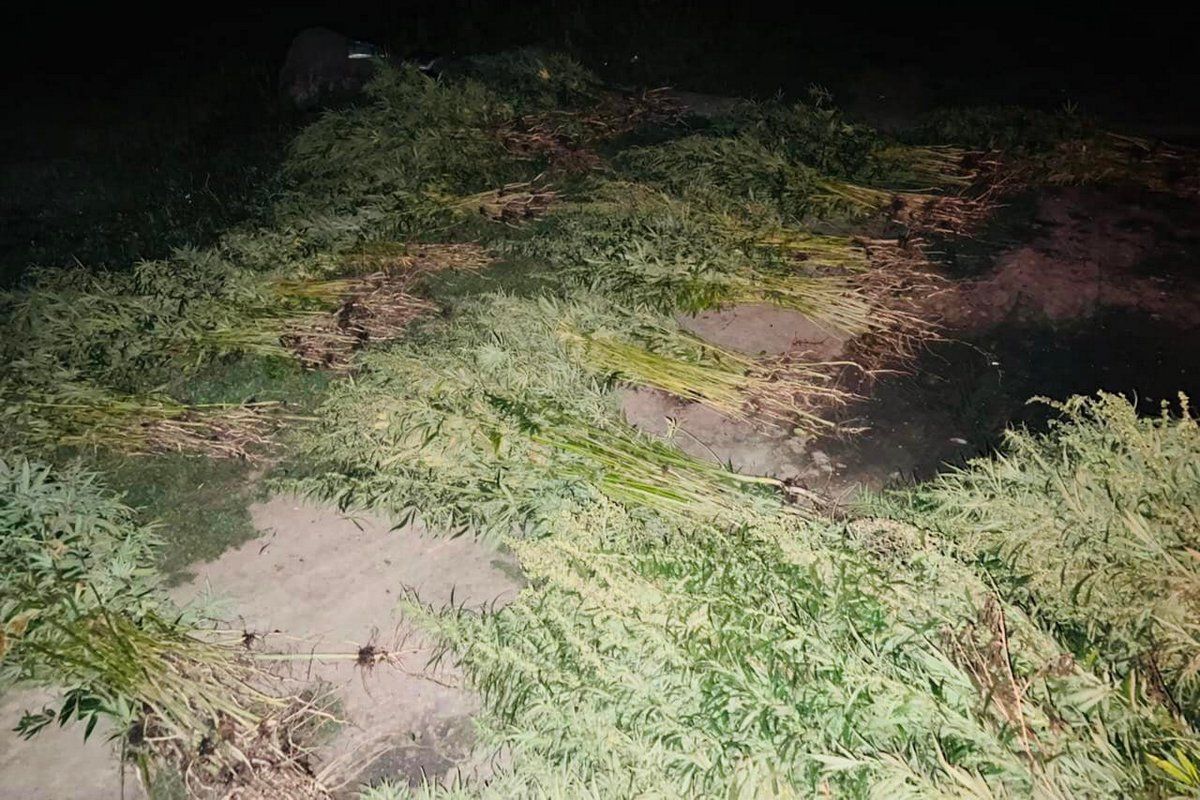 На Коломийщині ліквідували поле з близько 200 тис конопляних кущів 2