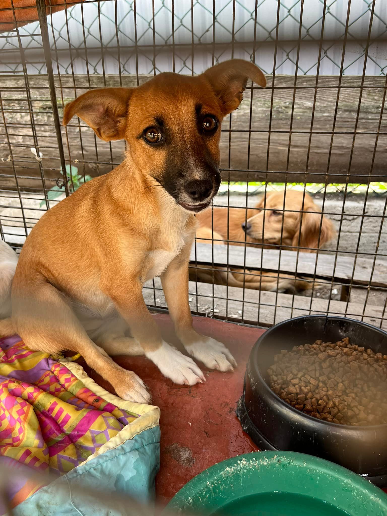 Стань мені другом: Толік і Ко у пошуках сім'ї в Коломиї 6