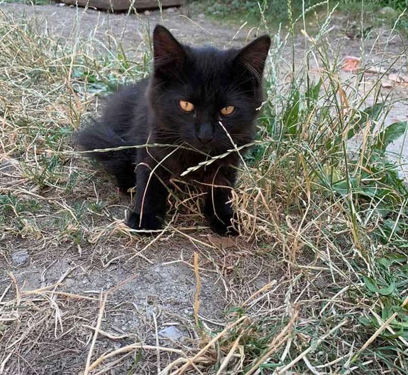 Стань мені другом: Толік і Ко у пошуках сім'ї в Коломиї 1
