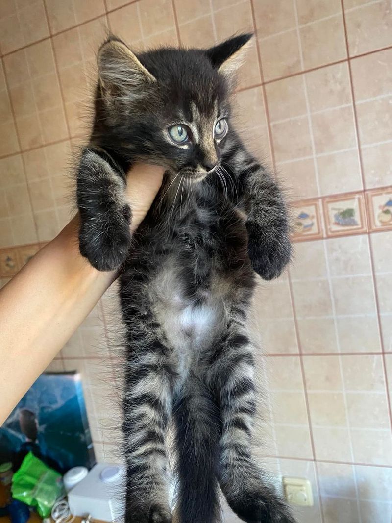 Стань мені другом: Толік і Ко у пошуках сім'ї в Коломиї 10