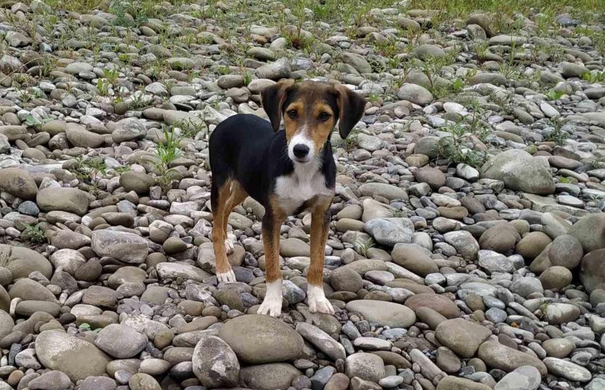 Стань мені другом: Толік і Ко у пошуках сім'ї в Коломиї 2
