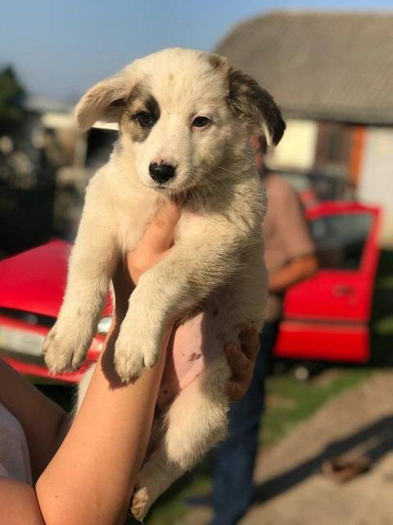 Стань мені другом: Толік і Ко у пошуках сім'ї в Коломиї 4