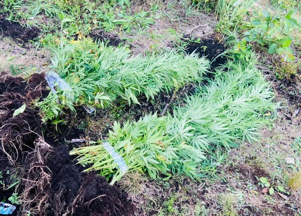 На Косівщині серед лісу чоловік вирощував коноплю 1