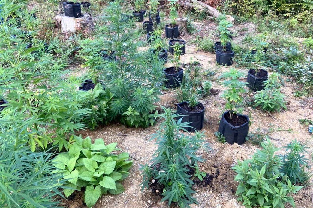 На Косівщині серед лісу чоловік вирощував коноплю 3