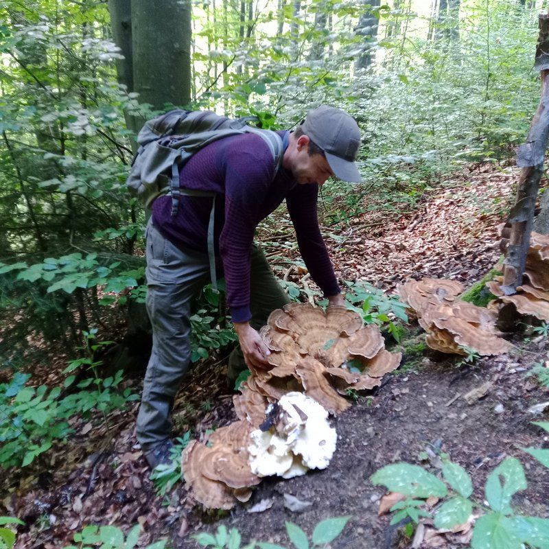 7-кілограмового гриба знайшли поблизу Шешор 3