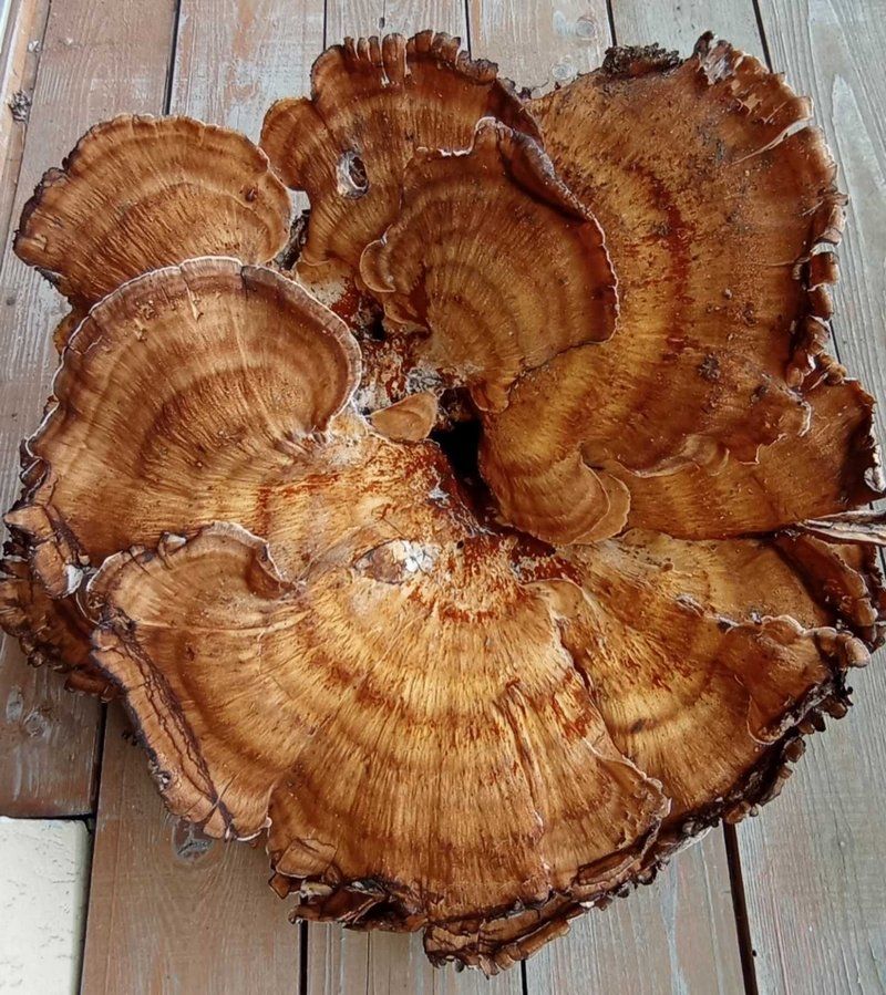 7-кілограмового гриба знайшли поблизу Шешор 2