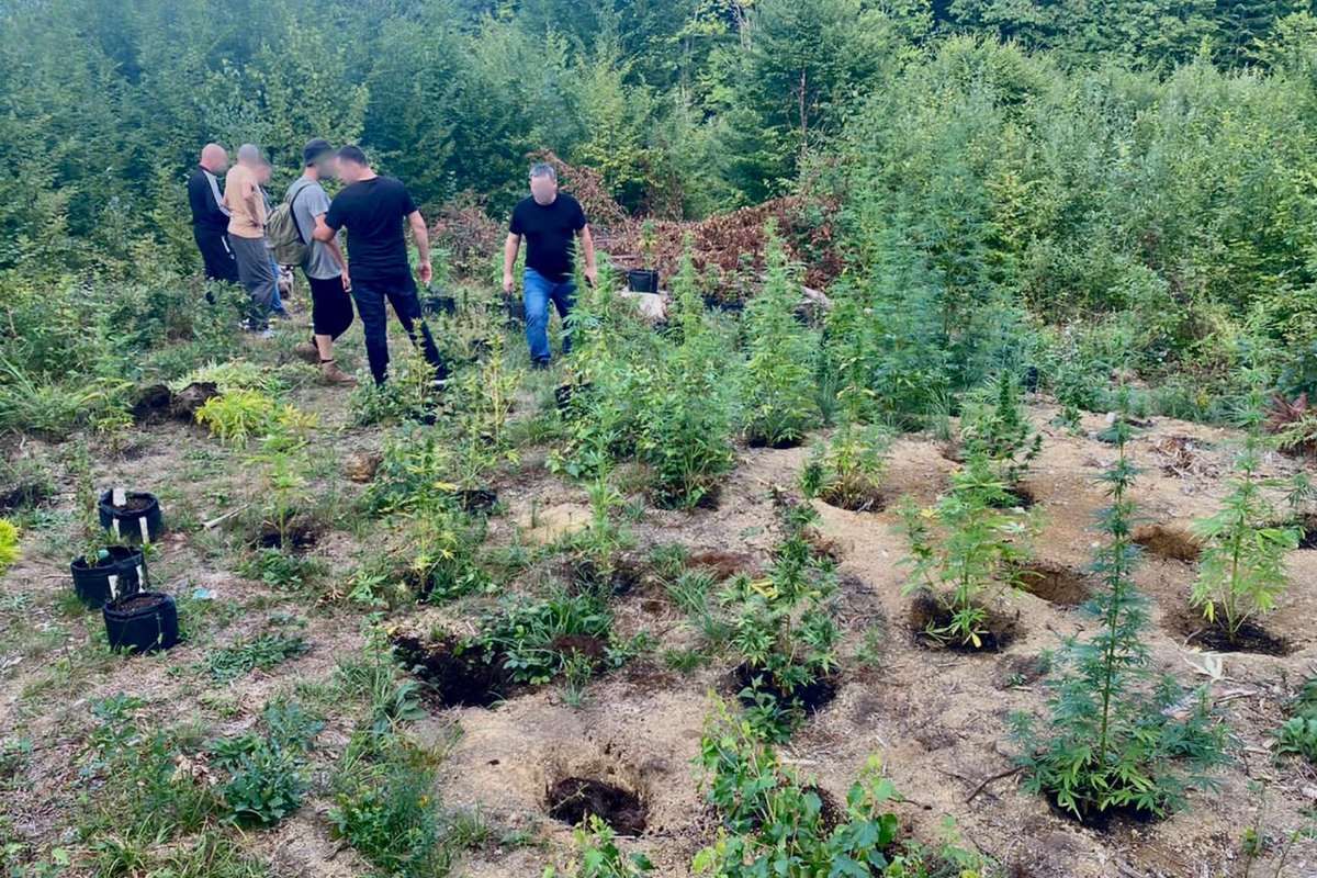 На Косівщині серед лісу чоловік вирощував коноплю 2