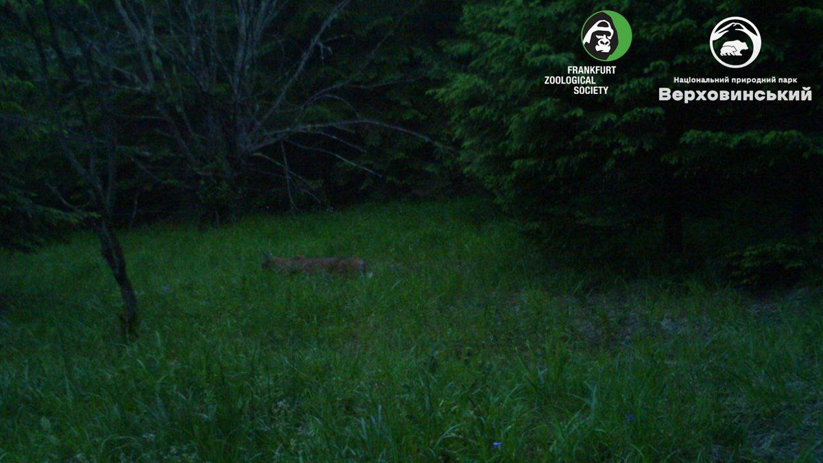 Євразійська рись прогулялась поряд з фотопасткою 3
