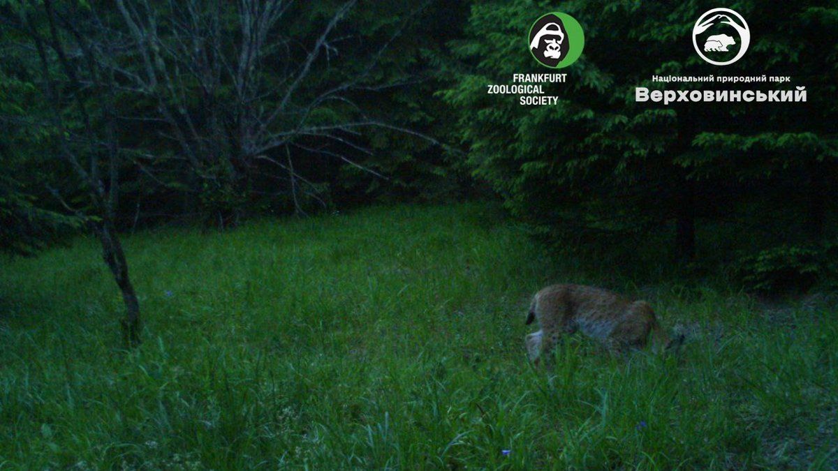 Євразійська рись прогулялась поряд з фотопасткою 1