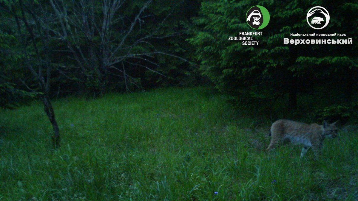 Євразійська рись прогулялась поряд з фотопасткою