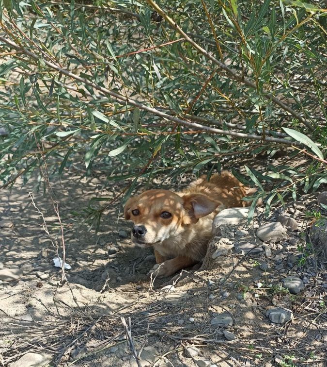 Чотирилапі друзі шукають домівку у Коломиї 3