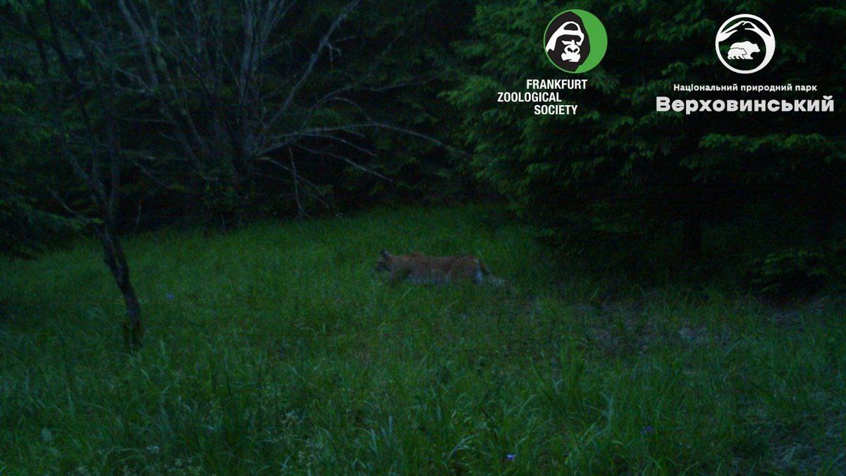 Євразійська рись прогулялась поряд з фотопасткою 2