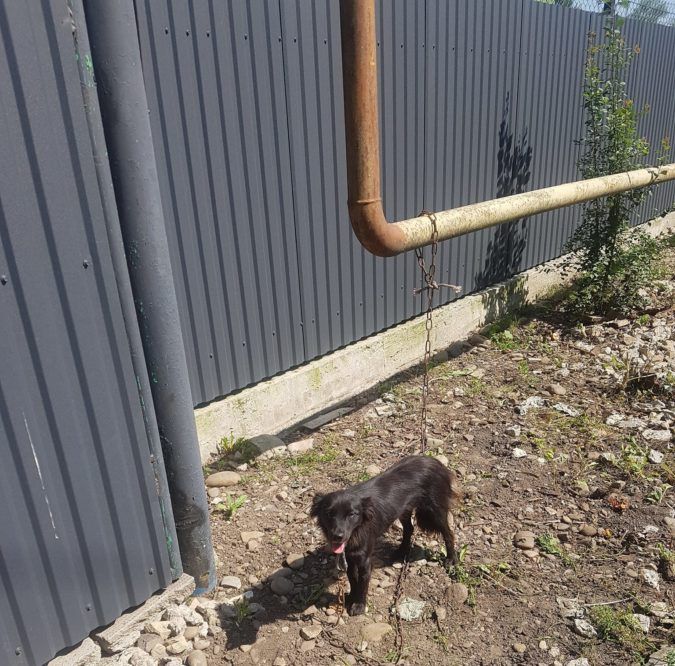 Чотирилапі друзі шукають домівку у Коломиї 4