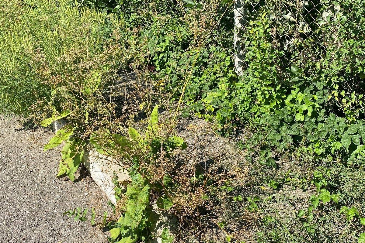 Міськрада Городенки показала поганих ґаздів і пригрозила оприлюднити імена 7