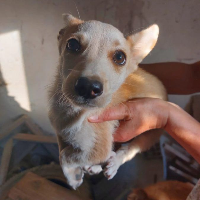 Чотирилапі друзі шукають домівку у Коломиї 2