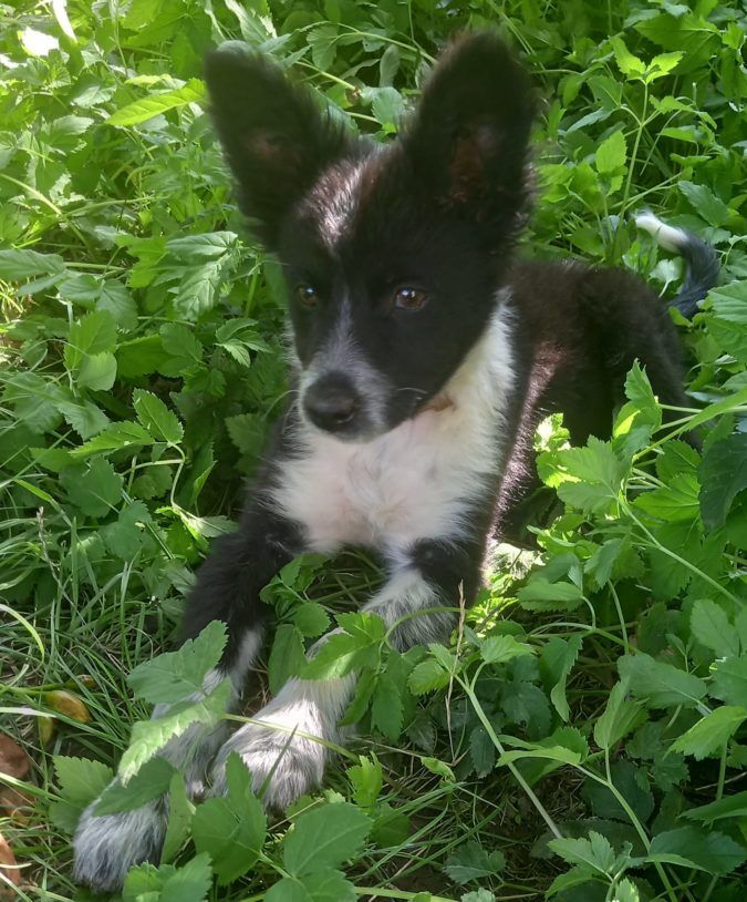 Чотирилапі друзі шукають домівку у Коломиї 5